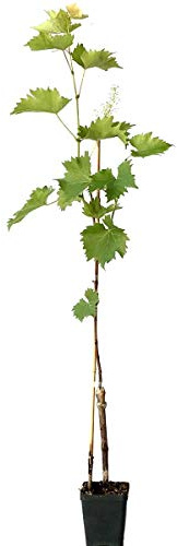 Druschba, helle Weintraube kernarme Traube, pilzfeste Weinrebe, Wein gestäbt im 9 cm Rechtecktopf