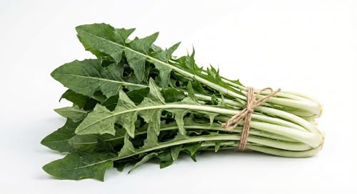 Graines de chicorée Catalogna Gigante de Chioggia 6 g | Graines potagères sélectionnées | Semences pour potager, balcon, serre et jardin