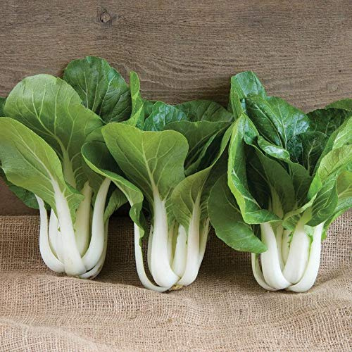 Win-Win Choi F1 Hybrid Seeds - for Mini or Full-Size Heads. Delicious(50 - Seeds)