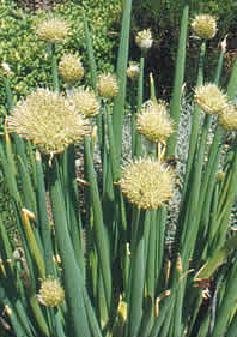 Chives Welsh Onion White Allium fistulosum 5,000 Seeds