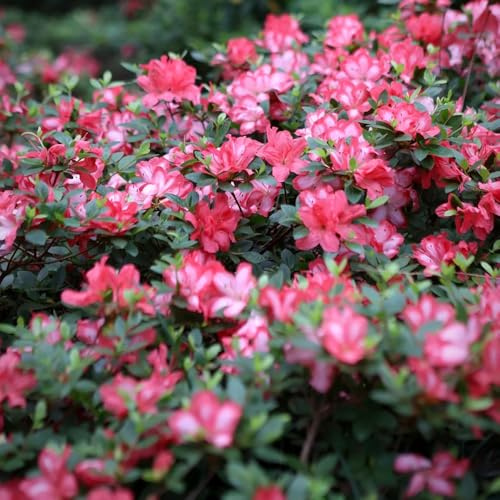 Semillas de rododendro resistentes - decoración azalea exterior Camas elevadas jardín 80pcs