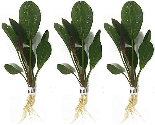 3-Bundles Echinodorus Hadi Red Pearl Amazon Sword Live Aquarium Plant for Aquatic Freshwater Fish Tank by Greenpro