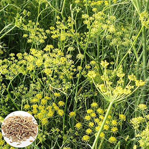 Benoon Graines De Fenouil, 100 Pcs/Sac Graines De Fenouil Herbes D'assaisonnement Sans OGM Planter Des Semis De Légumes Culinaires Frais Pour Le Jardin Graines de fenouil