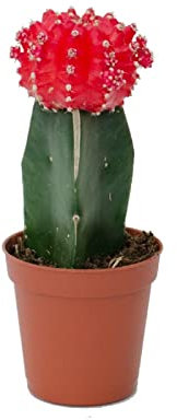 DECOALIVE Mini Cactus Injertado Mix Color Gymnocalycium Mihanovichii Cactus de Interior (8436601573636)