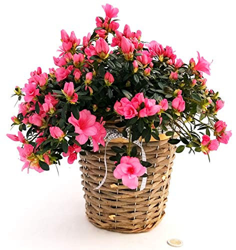 POWERS TO FLOWERS - AZALEA PENDULA IN CESTO VIMINI, pianta vera
