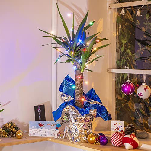 Yucca Palm Plant in Gift Wrap with Multi-Colour Fairy Lights - Xmas New Year Decoration