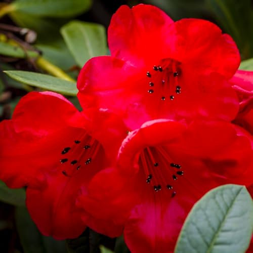 Rhododendron 'Elizabeth Red Foliage' – Dwarf Evergreen Shrub with Burgundy Leaves & Scarlet Blooms, Ideal for Shaded Gardens - 1x 3 Litre Potted Plants by Thompson & Morgan