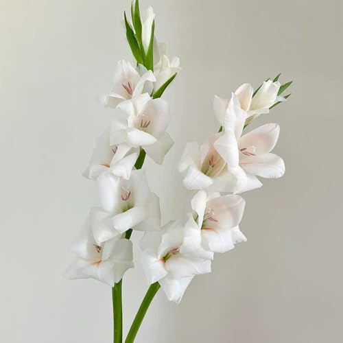 Bombilla de gladiolos,perennes resistentes,de jardín,fácil de plantar.Bombilla de de rápido crecimiento de balcón 10pcs