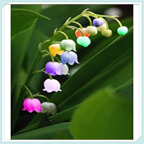 Excellent Display/Natural Organic/Lily of The Valley Bulbs for Planting/Wedding Flowers/Good for Containers -3 Bulbs-A