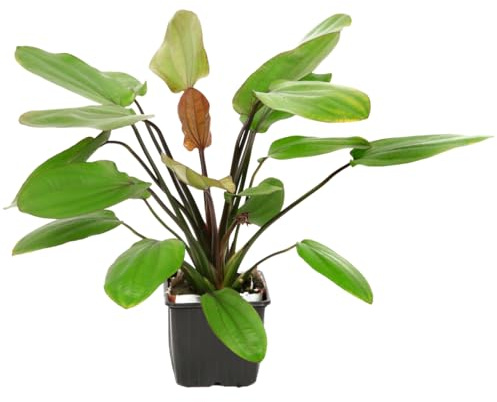 WASSERPFLANZEN WOLFF | XL- Mutterpflanze: Barths Rote Schwertpflanze/Echinodorus x barthii | Leuchtend rot-grüner Farbkontrast & kräftiger Wuchs | Solitär-Aquarium-Pflanze