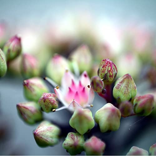 12 unità Sedum Sieboldii 'Mediovariegata' - Spina di Siebold Vaso 9x9cm ±1 m² - Sedum con Fogliame Variegato e Fiori Rosa