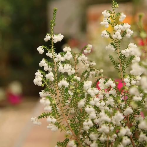 semillas de brezo, arbustos resistentes perennes Erica carnea, variedades antiguas semillas de silvestres graves 300pcs
