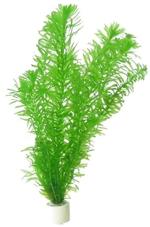 Pianta acquatica ossigenante Potamogeton Egeria Densa per laghetti, 10 unità, ideale anche come pianta per acquarii