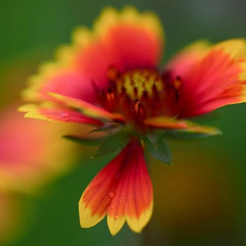 Kokardenblume, blumensamen für sonnige plätze gartendeko für draußen wildblumensamen blumendeko balkonpflanzen steingartenpflanzen winterhart geschenke für gärtner seltene 350Samen