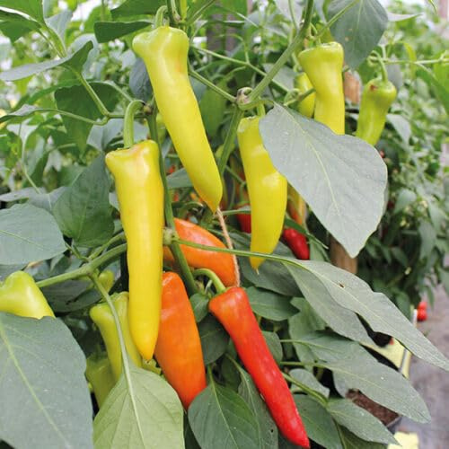 Buy4seeds 15 Sweet Banana Pepper Seeds Easy to Grow Garden on Your Garden