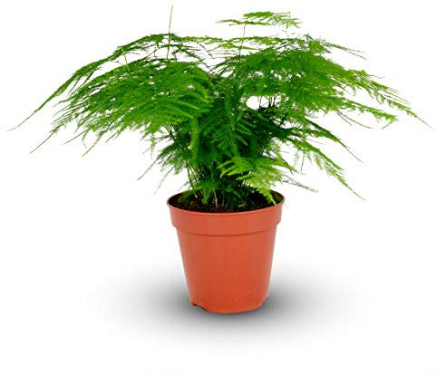 Asparagus Plumosus House Plant in A 12cm Pot - Asparagus Fern Indoor Plant