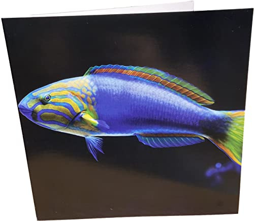 Geburtstagskarte, quadratisch, blanko, Motiv: Fisch