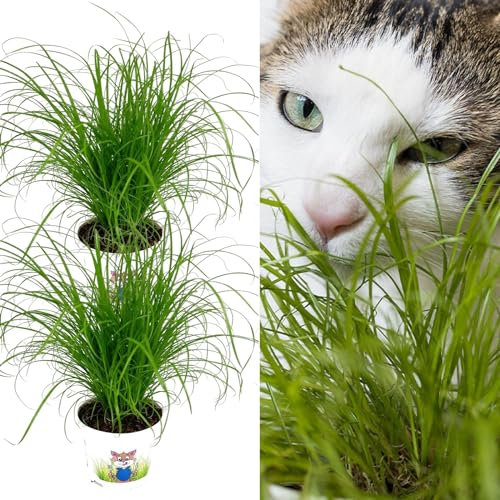 Carbeth Plants 2 x Cat Grass Cyperus ‘Zumula’ in 13cm Pots - Safe Non Toxic Grass for Cats - Pet Friendly Indoor Catnip Plant for Digestion & Wellbeing - Easy to Grow Houseplant