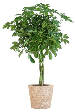 Schefflera Arboricola Nora – Birkenfeige – Zimmerpflanze + Blumentopf Sofia Natur – 70cm – Ø21cm – Handförmige Blätter – Pflegeleicht & dekorativ