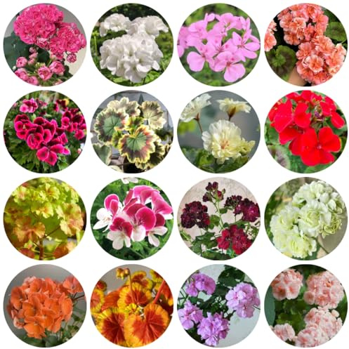 stehende geranien, pelargonium, winterharte kübelpflanzen gartenblumen, zimmerpflanzen kletterpflanzen winterhart, bio blumenwiese 150samen