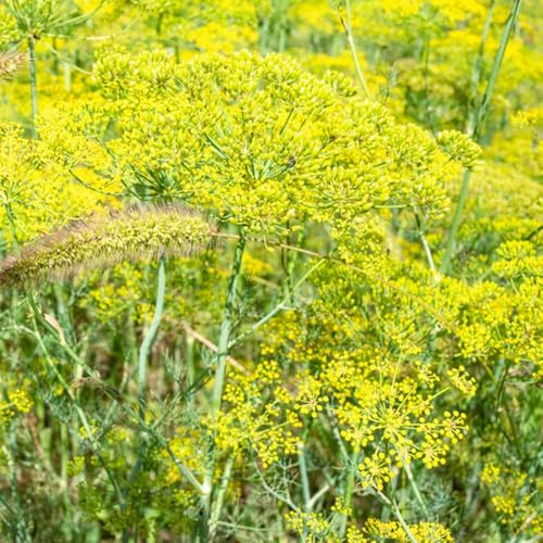 Semi di aneto - verdi raro esotico selvatiche da balcone resistenti per giardini rocciosi resistenti giardino aromatiche semi di 900pcs