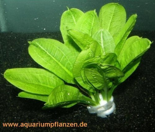 3 Bunde Echinodorus Tropica, Schwertpflanzen