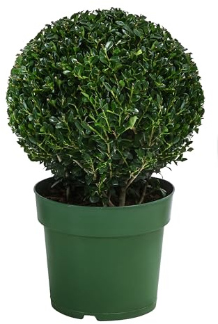 Dehner Japanische Stechpalme, Kugel-förmig, ca. 15-20 cm, 2 l Topf | Ilex crenata, immergrüne Gartenpflanze, winterhart und schnittverträglich, für sonnige bis schattige Standorte