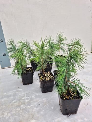 10 Piante vere di Cedro dell'Himalaya, Cedrus Deodara, Pianta di Seme, Vaso 7 cm - Giulian Giovani Piante
