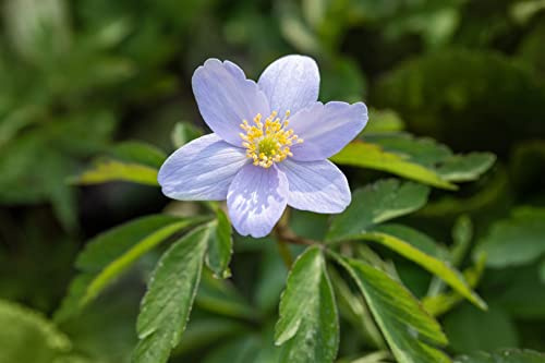 Anemone nemorosa 'Robinsoniana' 9x9 cm Topf – Winterhart, Mehrjährig, Pflegeleicht – Buschwindröschen – Bodendecker für Garten & Schattenbeet