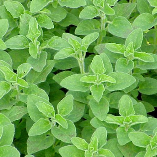 Plant World Seeds - Herb Oregano Seeds (Herb Seeds)