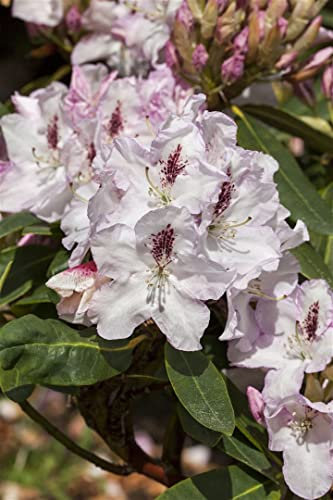 Rhododendron Hybride 'Gudrun' 30–40 cm – Winterhart, Immergrün, Pflegeleicht – Rhododendron – Zierstrauch für Garten & Vorgarten