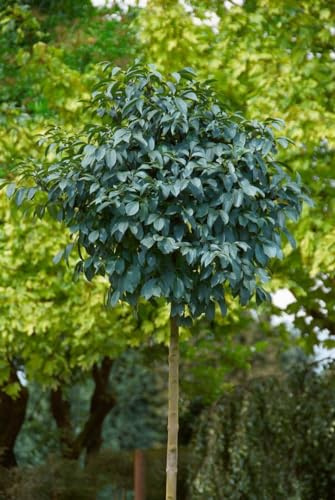 Blumen-Esche Fraxinus ornus Mecsek 80 cm Stammhöhe winterhart | kompakte Krone, dekorative Bluete, sonniger Standort, ideal fuer Vorgaerten, robust und anpassungsfaehig