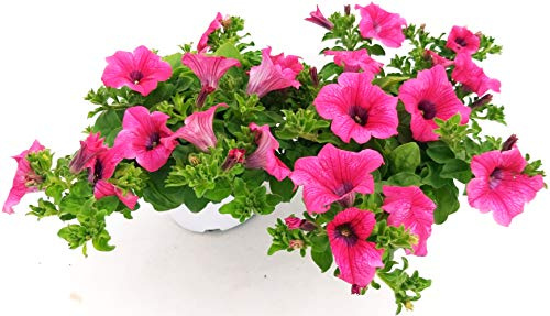 POWERS TO FLOWERS - SURFINIA CLASSICA RICADEN, ROSA, 2 PIANTE VASO 14, piante vere