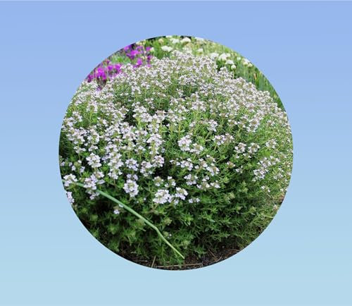 1600 Graines de Thym Hiver- 'Thymus vulgaris - Un aromate rustique et facile à cultiver pour un jardin parfumé toute l'année