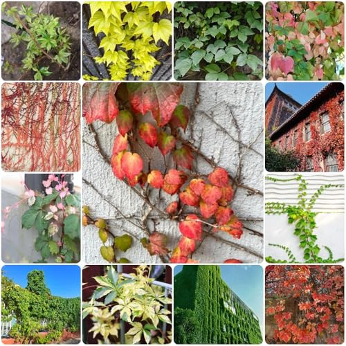 Semi di Parthenocissus tricuspidata, per esterno resistenti all'inverno di vite selvatica resistente, decorazione da giardino per esterni 300pcs