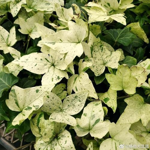 Semillas de hiedra - de jardín verdes interior fácil cuidado resistentes para jardines rocas extraño resistentes variedades antiguas jardín exótico 100pcs