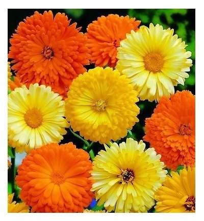 Ringelblume Beauty Mix - Calendula officinalis Mix - 100 Samen