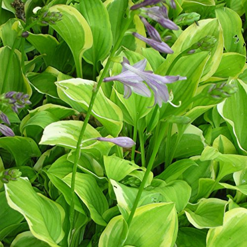 Blumixx Stauden Hosta nakaiana 'Golden Tiara' - Funkie, im 1,0 Liter Topf, violett blühend