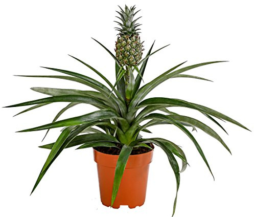 Dehner Ananas Mi Amigo, mit Zierfrucht, ca. 20-30 cm, Ø Topf 12 cm | Ananas comosus, exotische Zimmerpflanze, für helle und warme Standorte