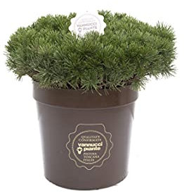 Vannucci Piante - Pinus mugo 'Mughus', Pino nano, Pianta vera in vaso, Pianta da terrazzo (cod. 22)