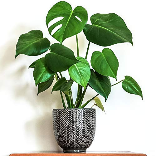 1 x Wunderschöne Monstera Deliciosa | 40-50cm im Topf Zimmerpflanze