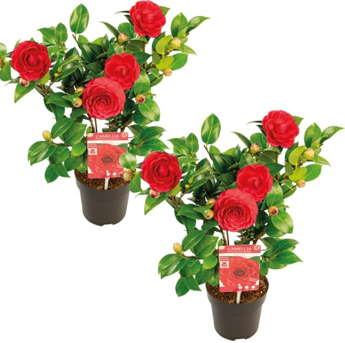 2x Camellia japonica 'Black Lace' - Rosier du Japon - Buisson - Persistant – ⌀15 cm - 30-35 cm