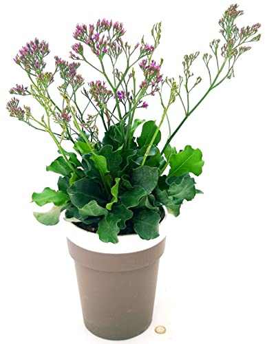 POWERS TO FLOWERS - LIMONIUM, LIMONIO, STATICE, VASO 20 CM DIAMETRO, pianta vera