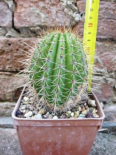 Geosism & Nature Hybride de Trichocereus grandiflorus. Bouchon Court Fleur Blanche 10cm, Cactus, Plante succulente