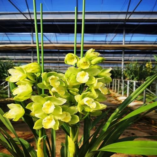 10 estacas de jardín de alambre de hierro inoxidable para apoyar árboles, vides y plantas trepadoras (3,2 mm x 0,9 m)