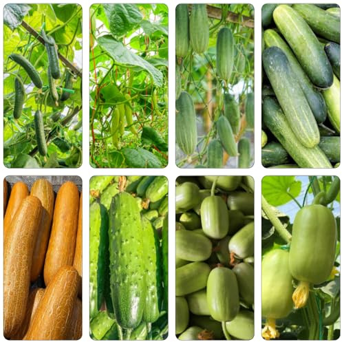 semi Cetriolo da balcone resistenti cuccioli insalata riverdimento tetti decorativi spuntino all'aperto Letti elevati 10pcs