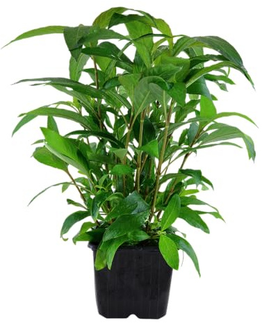 WASSERPFLANZEN WOLFF - XL Mutterpflanze Kirschblatt/Hygrophila corymbosa 'Stricta' | Schnellwüchsige Stängelpflanze | Ideale Hintergrund- & Erstbepflanzung | Robust & Pflegeleicht