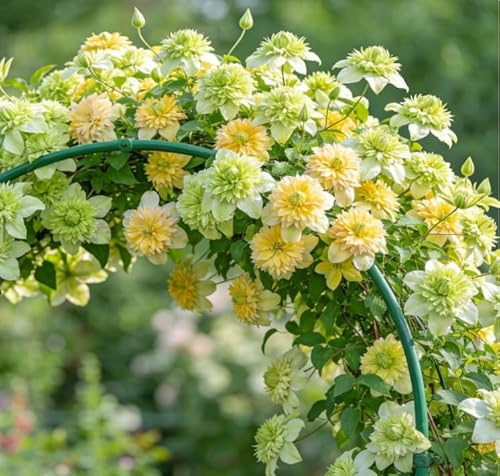 Clematide rampicante Montenegro, una clematide rampicante da esterno adatta per giardini domestici-4 Rhizomes-C