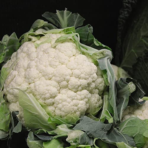 Cauliflower 'All Year Round' Brassica oleracea Botrytis Group Hardy Biennial Easy to Grow Your Own Outdoor Garden Vegetable Plants for Summer and Autumn (Approx. 150 Seeds) by Thompson and Morgan