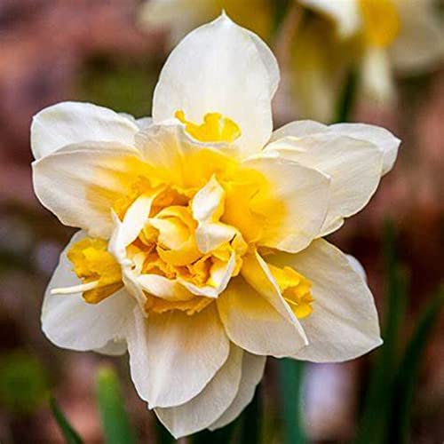Blumenzwiebel Mix, Winterhart pflanzen, Mehrjährige Blumenzwiebel ist winterhart, Mysteriöse magische Glühbirne, Winterhart zwiebeln -4 Narzissen zwiebeln